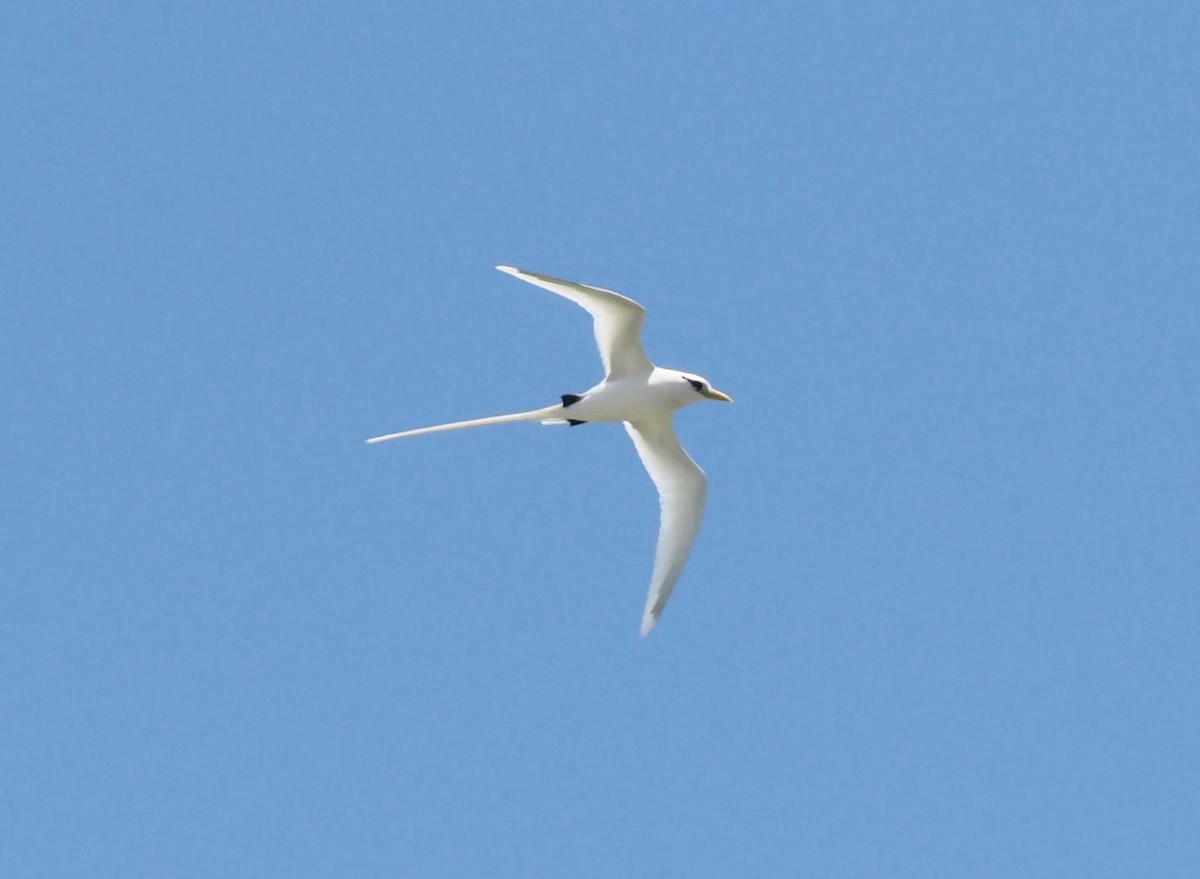 White-tailed Tropicbird - ML611773518