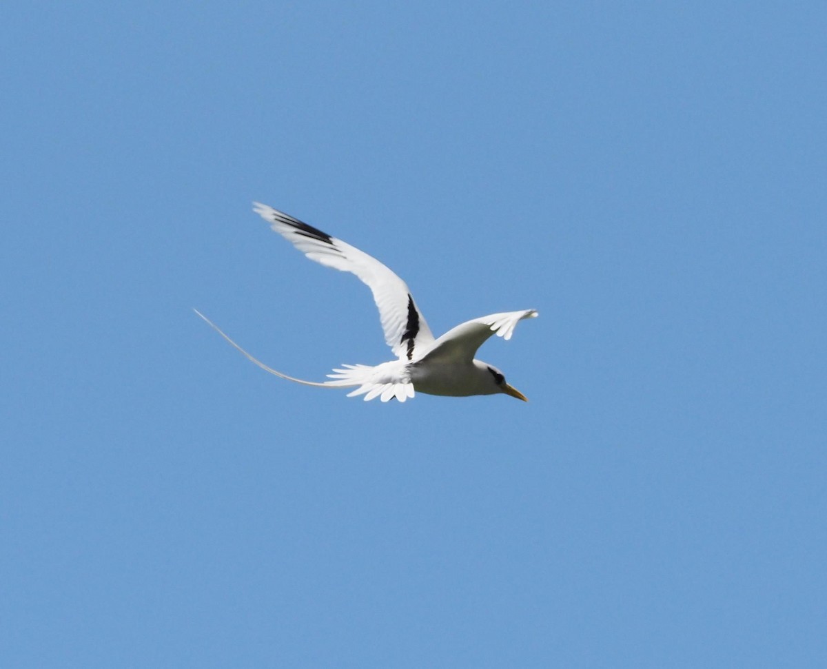 White-tailed Tropicbird - ML611773522