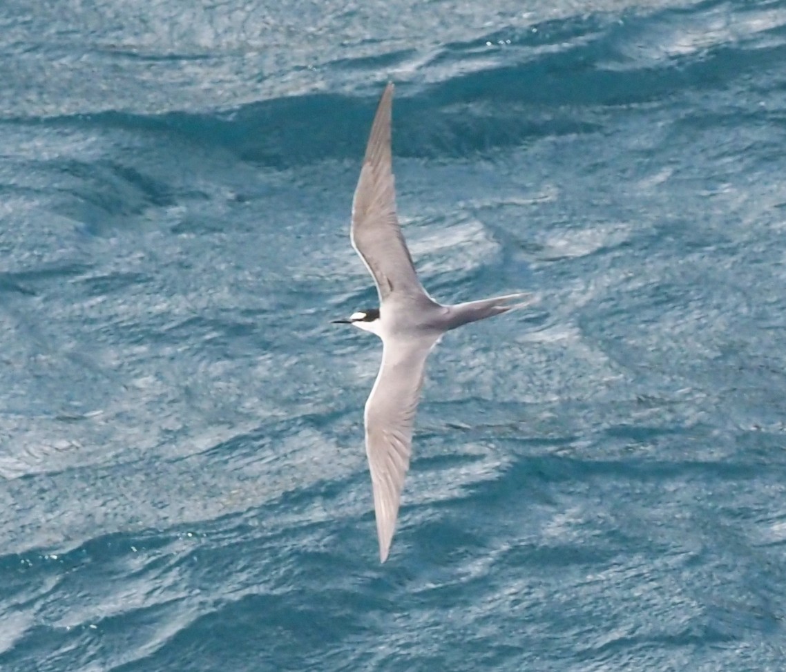 Gray-backed Tern - Rosario Douglas