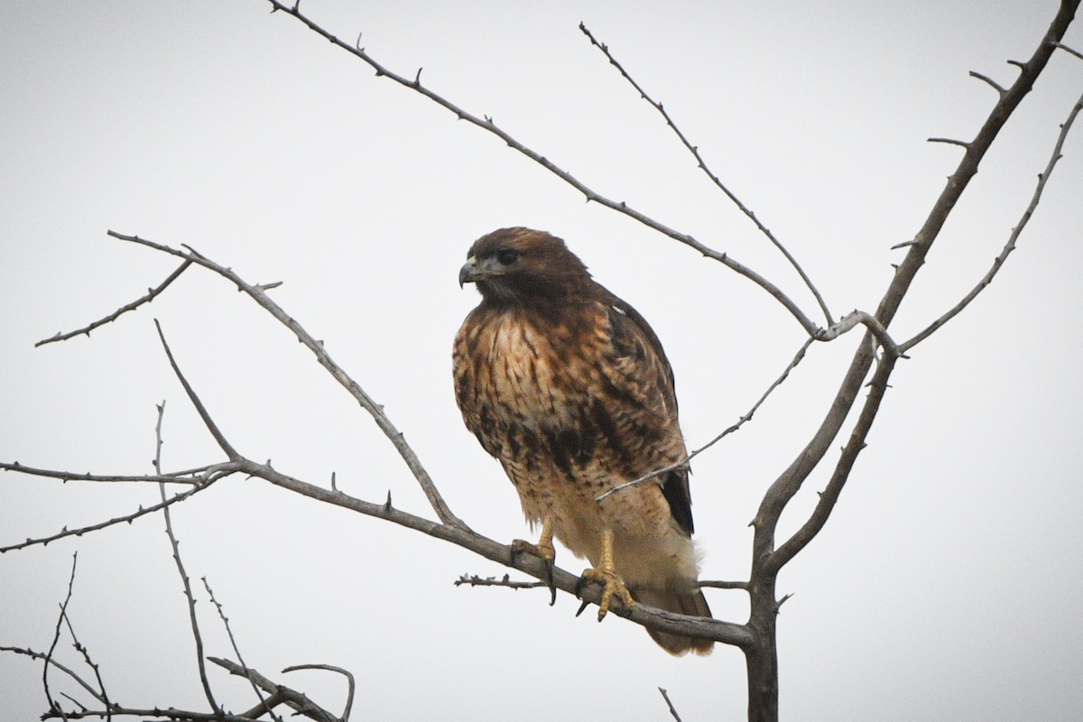 Red-tailed Hawk - ML611773799