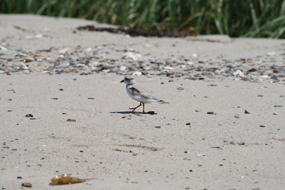 Piping Plover - ML611773905
