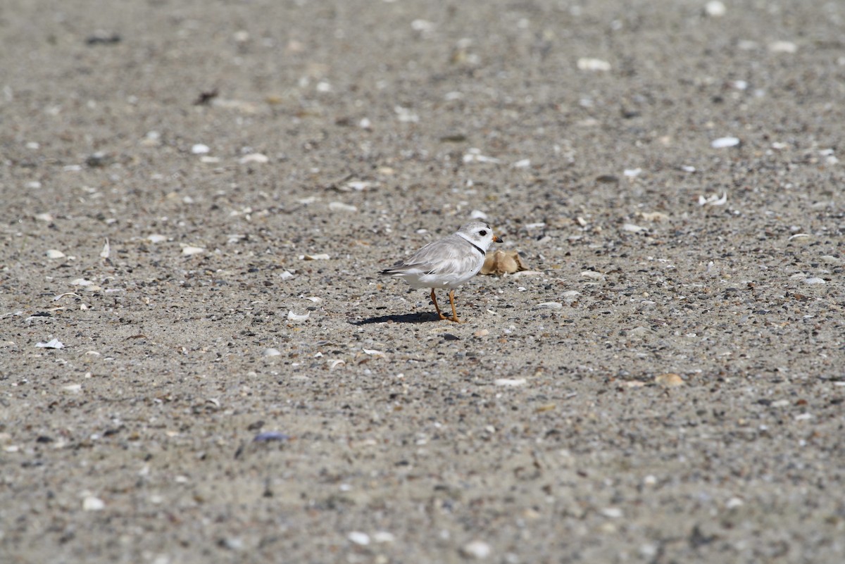 Piping Plover - ML611774011
