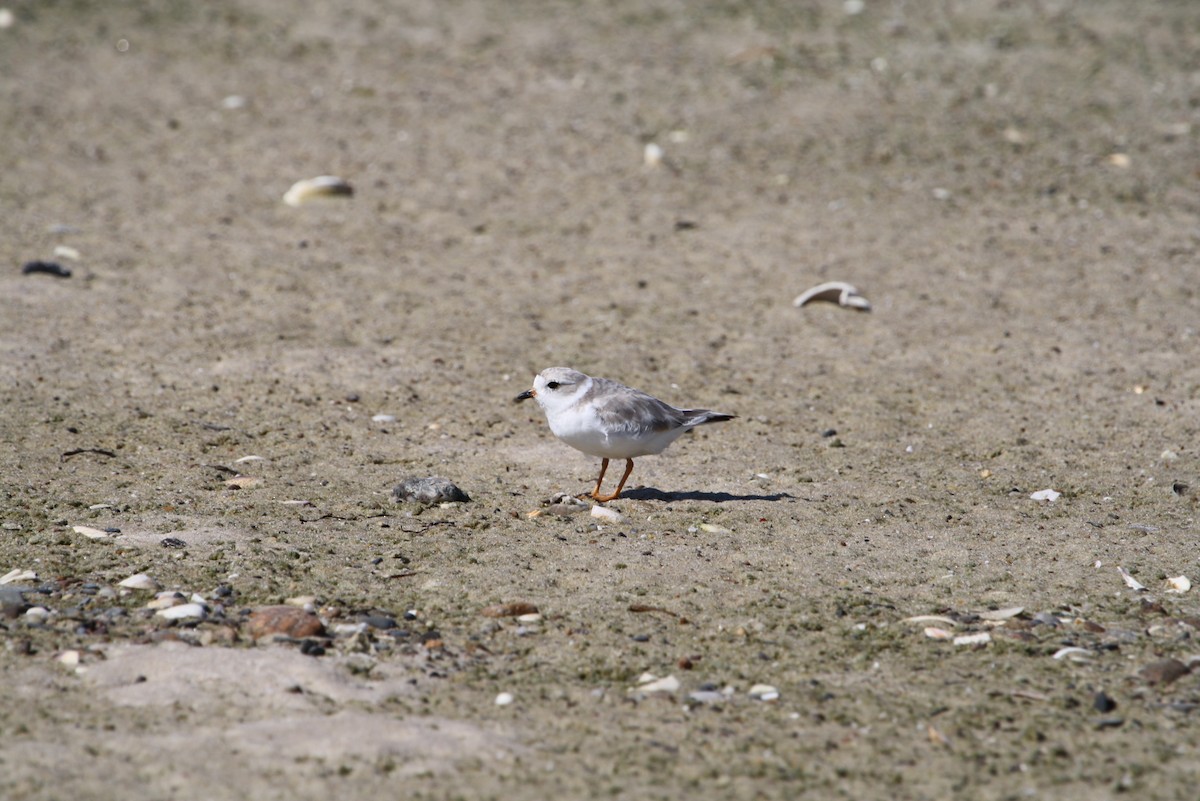 Piping Plover - ML611774039