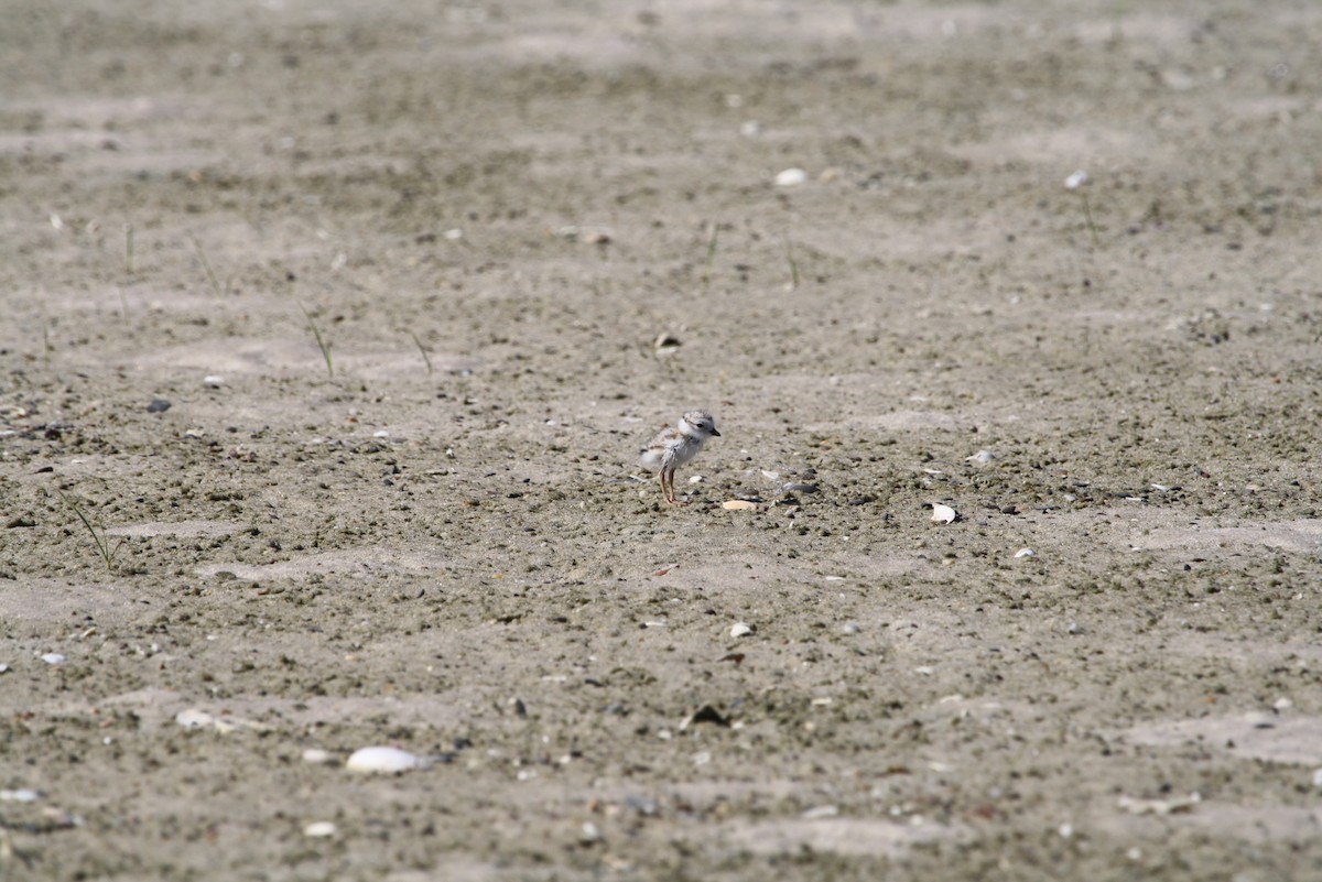 Piping Plover - ML611774044