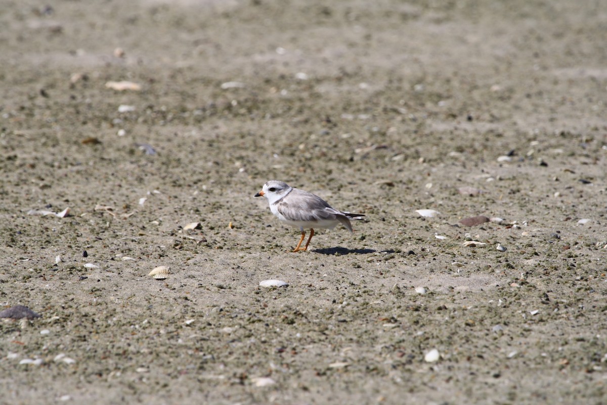 Piping Plover - ML611774063