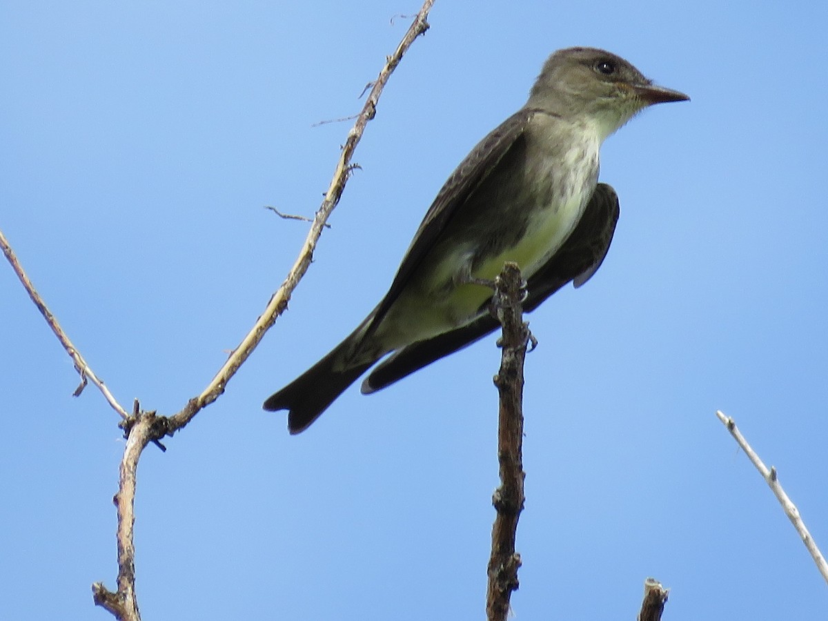 Olive-sided Flycatcher - Dave Hawksworth