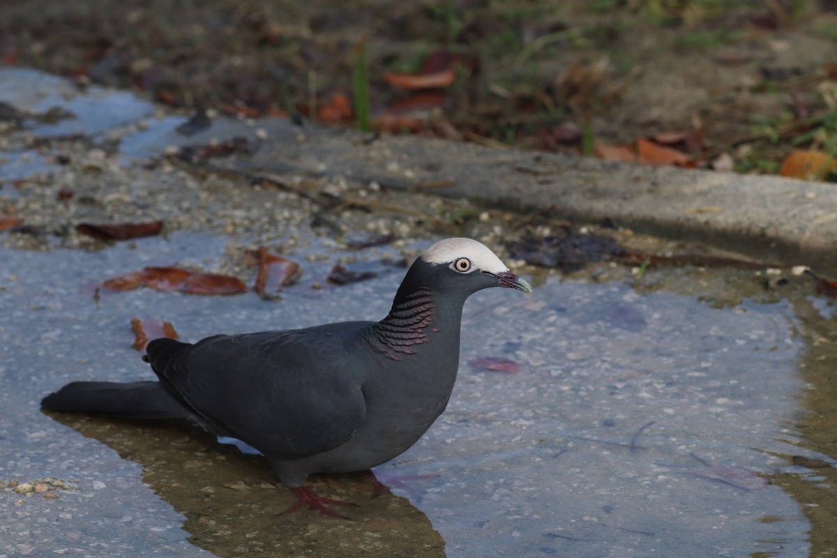 White-crowned Pigeon - ML611774225