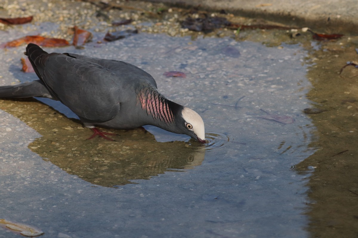 White-crowned Pigeon - ML611774226