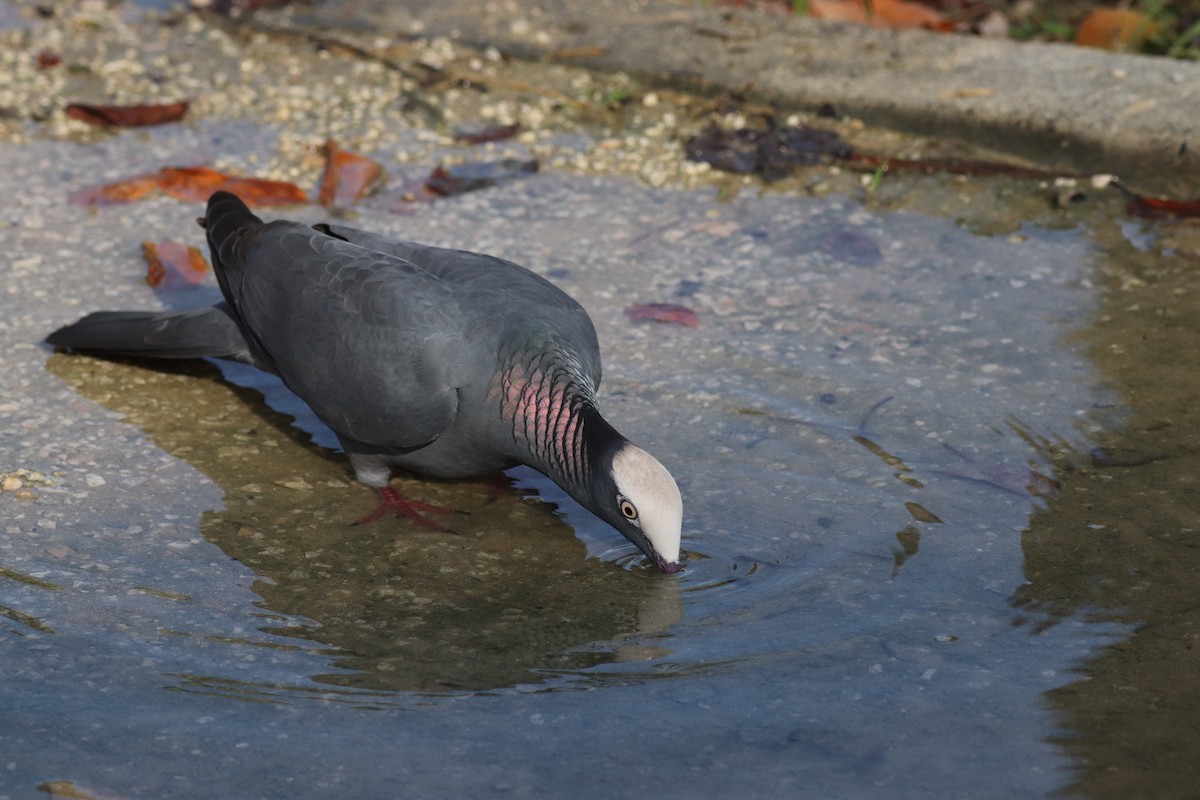 White-crowned Pigeon - ML611774228