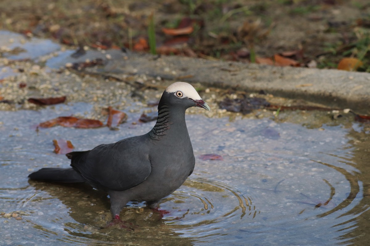 White-crowned Pigeon - ML611774229