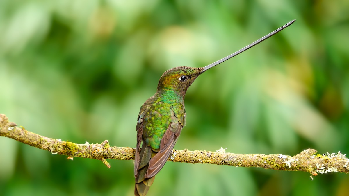 Sword-billed Hummingbird - Mike Melton