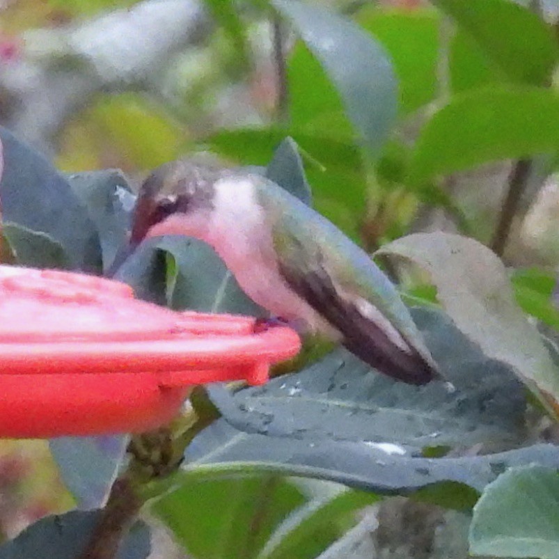 Ruby-throated Hummingbird - ML611774796