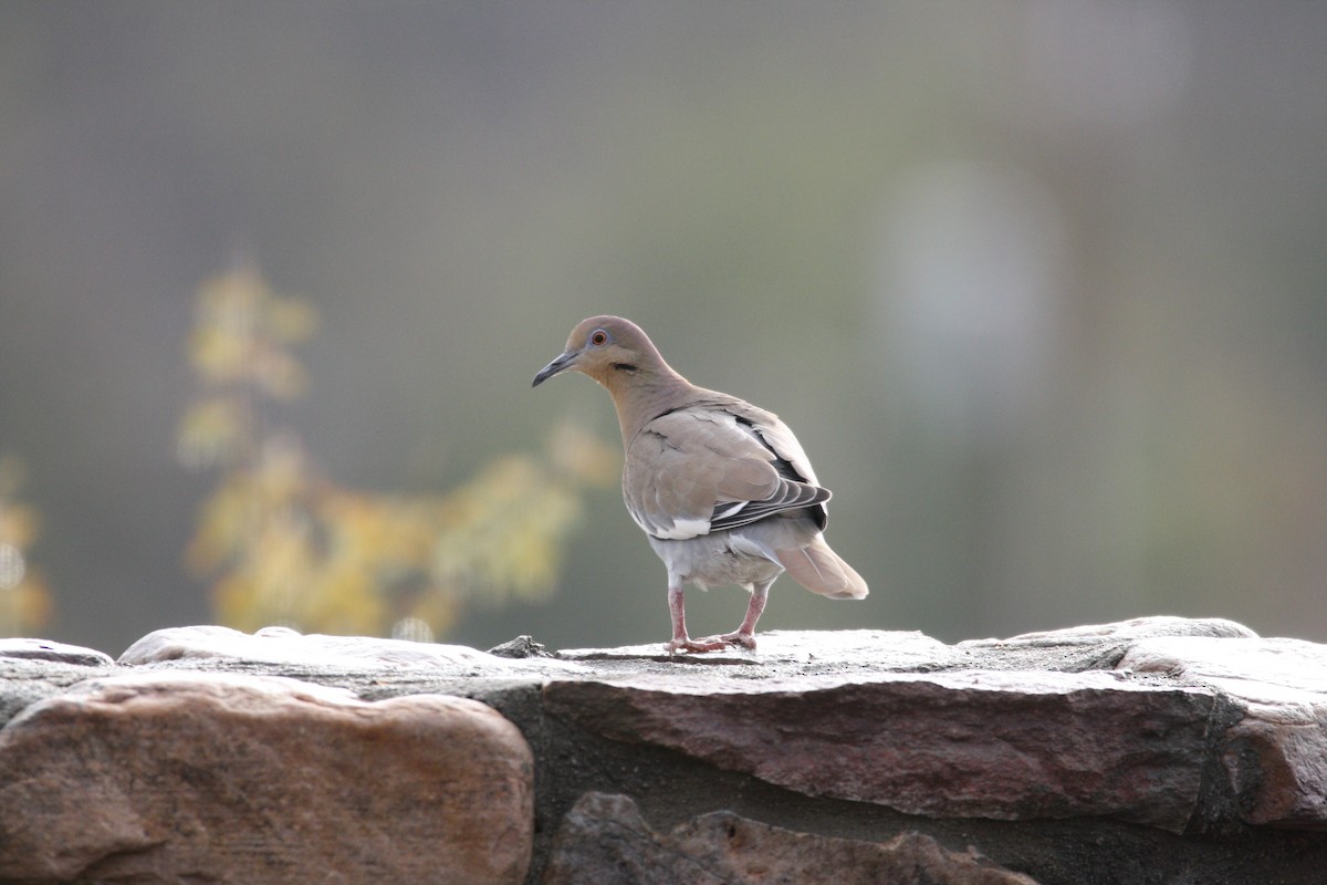 White-winged Dove - Camden Bruner