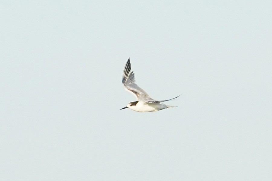 Common Tern - Blair Nikula