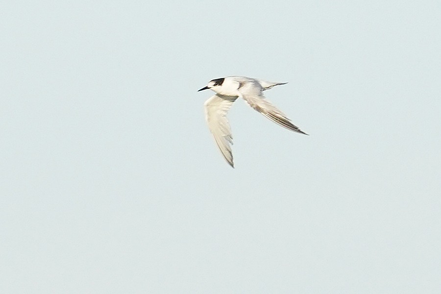 Common Tern - ML611775887