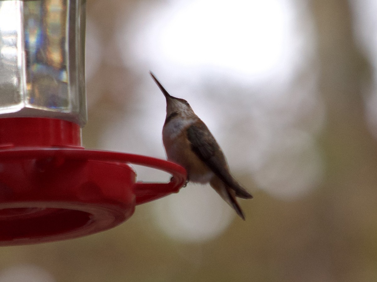Rufous Hummingbird - Andrew Bell