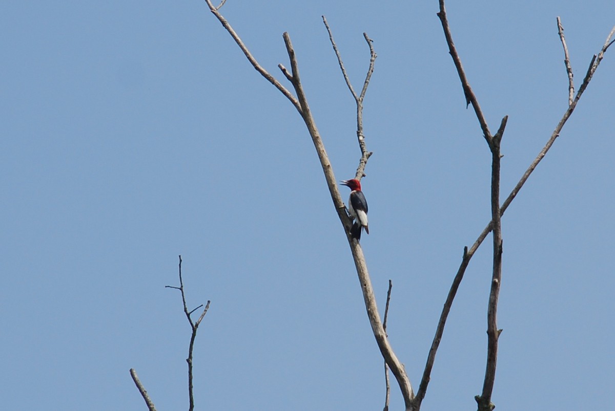 Red-headed Woodpecker - ML61177711