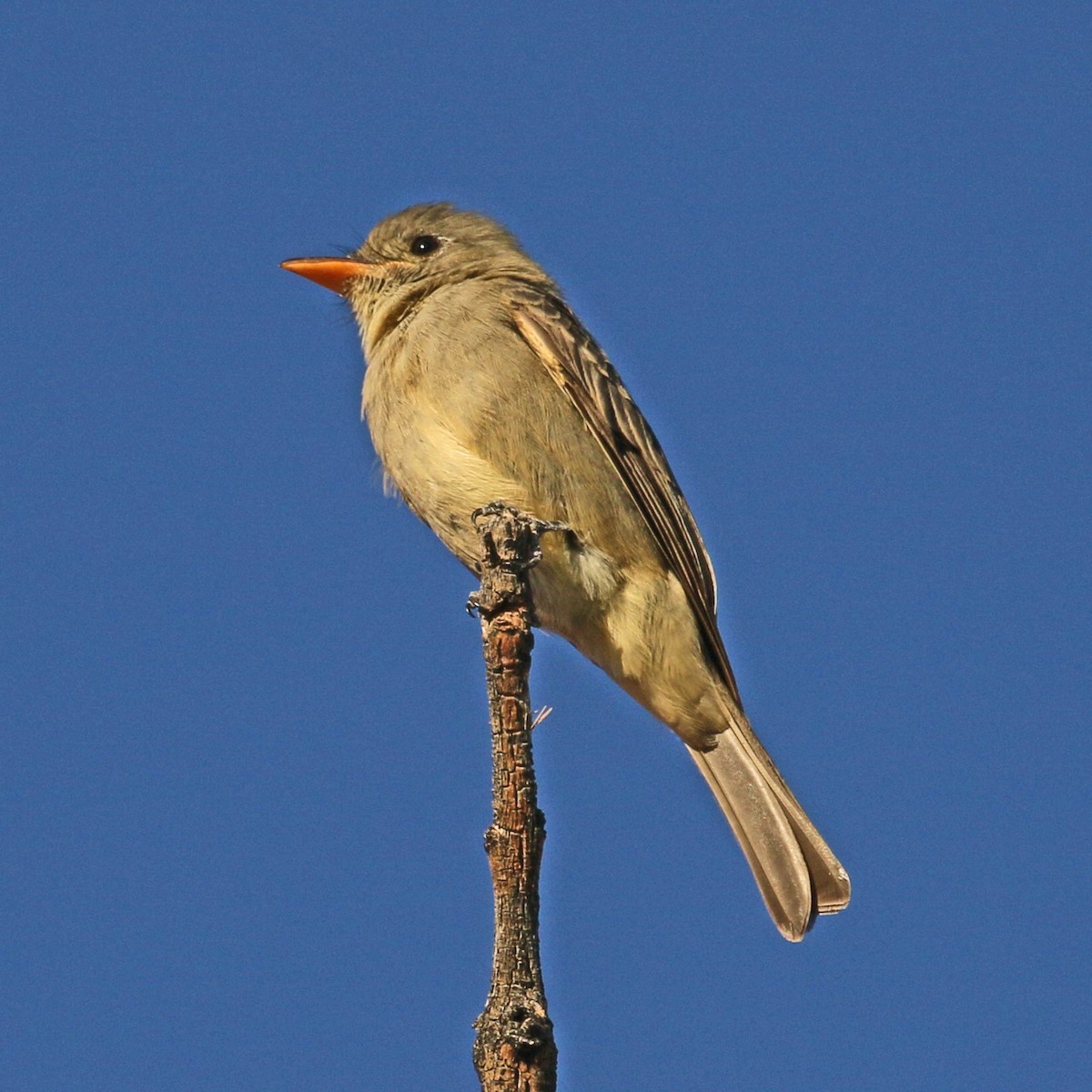 Greater Pewee (Mexican) - ML611777168