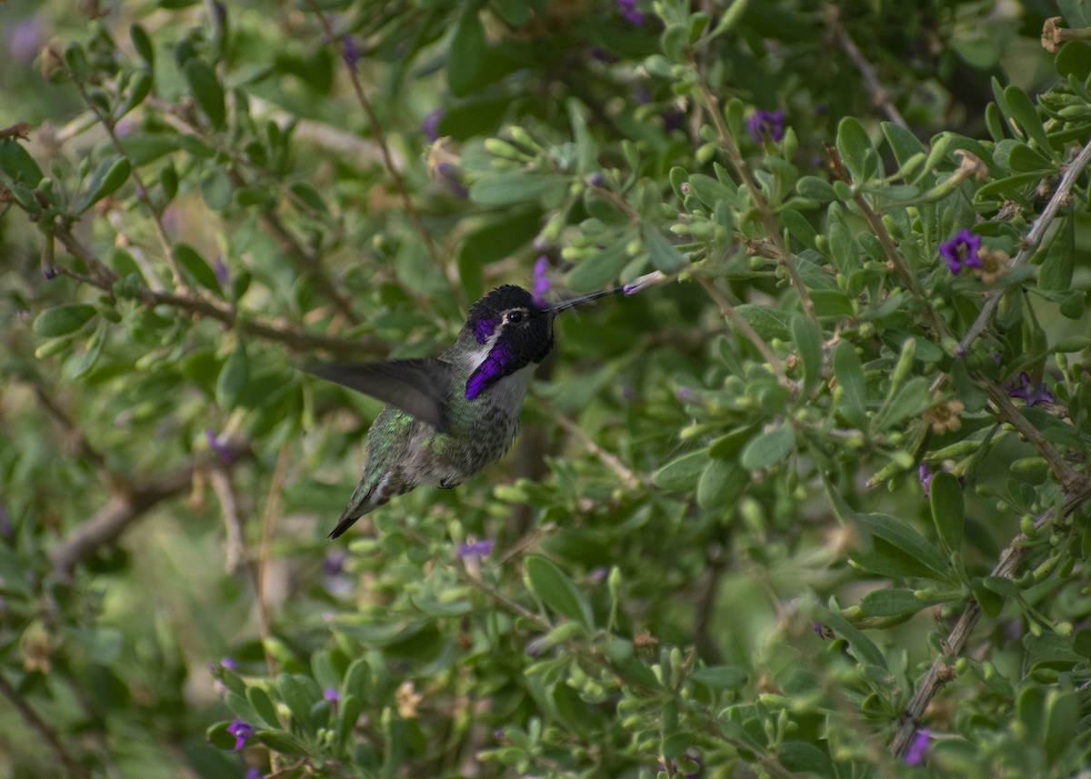 Costa's Hummingbird - ML611777518