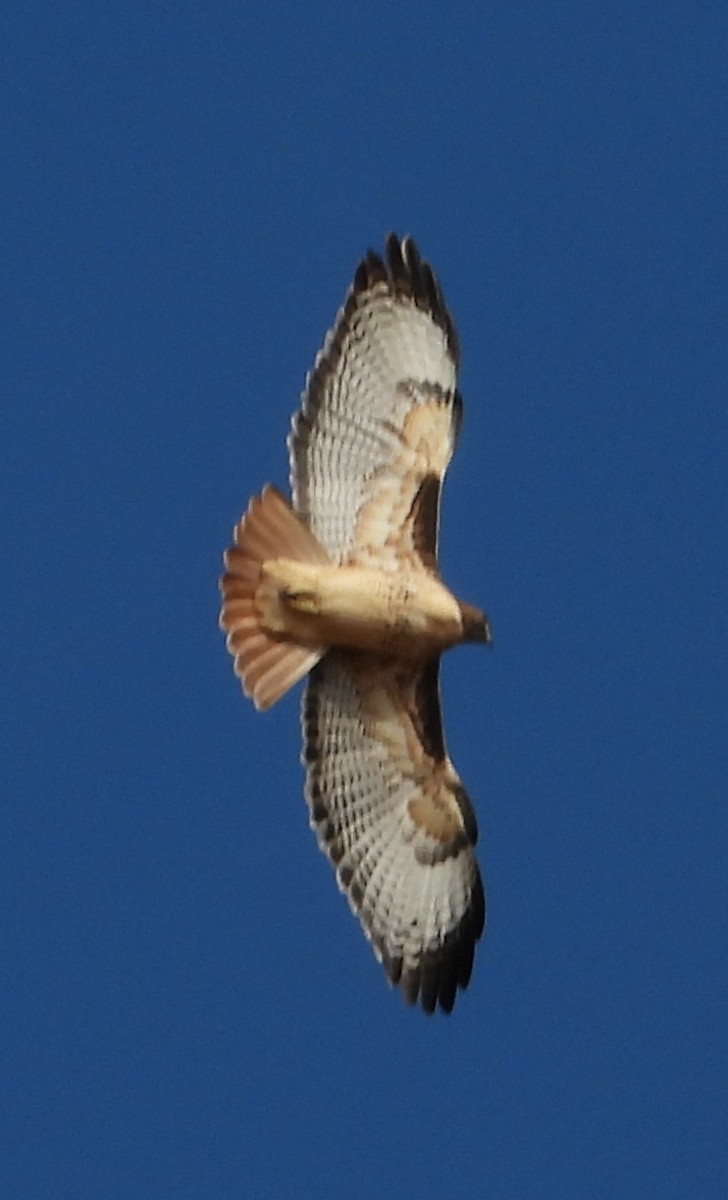 Red-tailed Hawk - ML611777552