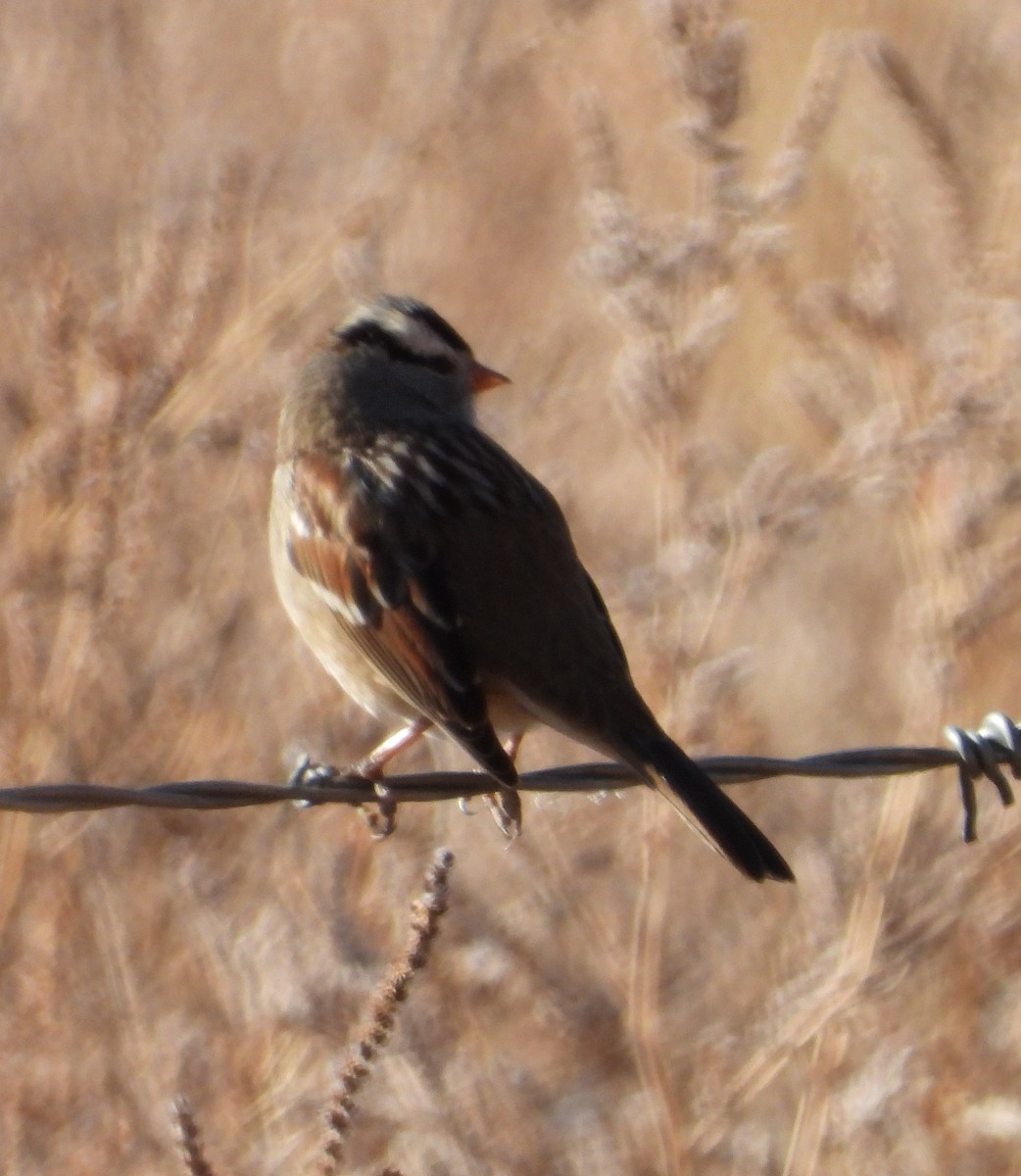 White-crowned Sparrow - ML611777582