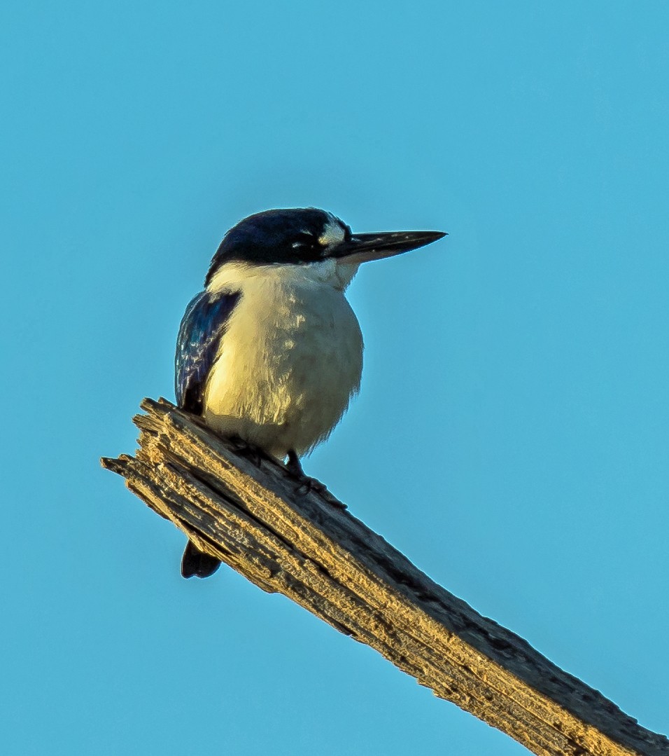 Forest Kingfisher - ML611777719