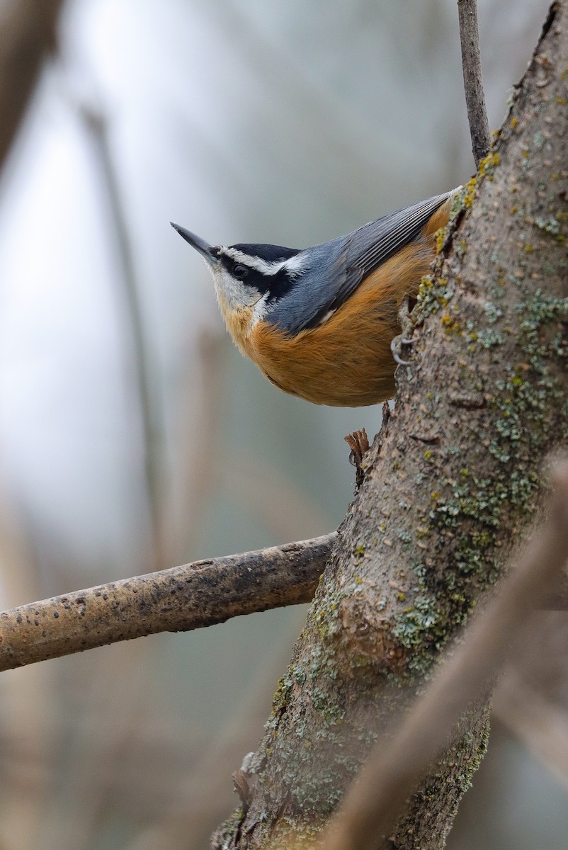 Red-breasted Nuthatch - ML611777944