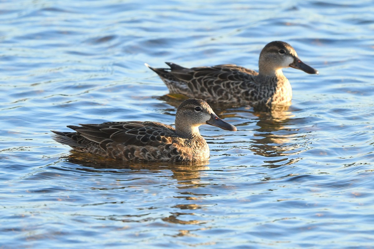 Blue-winged Teal - ML611778144