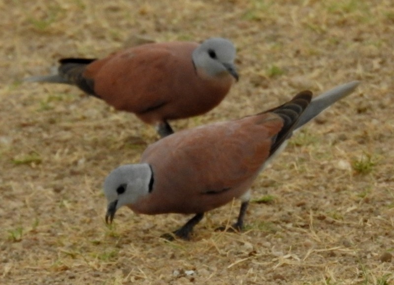 Red Collared-Dove - ML611778245