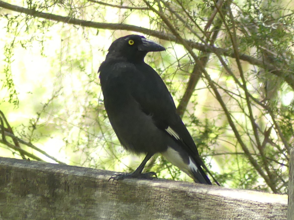 Gray Currawong (Gray) - Peter Yendle