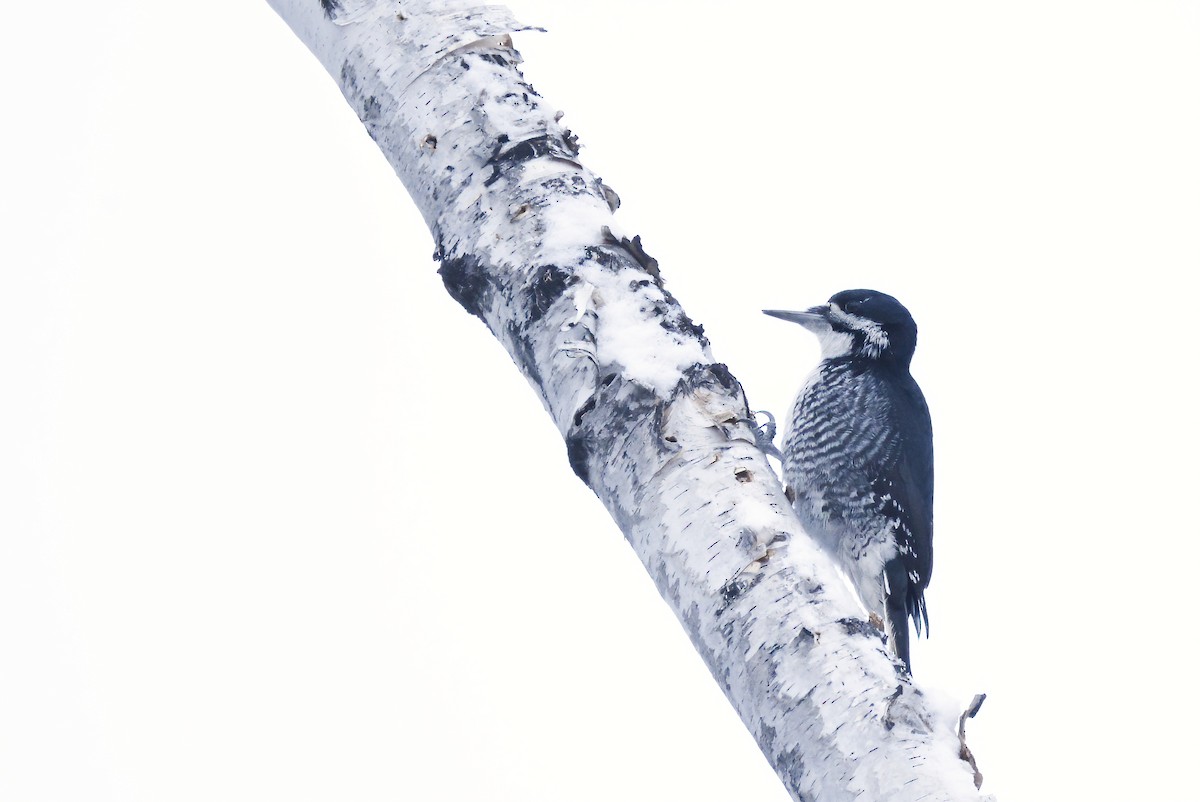 Black-backed Woodpecker - Asher  Warkentin
