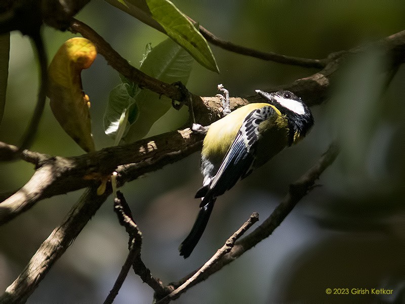 Green-backed Tit - ML611778688