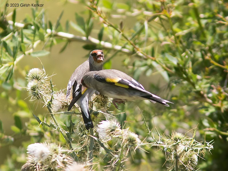 European Goldfinch - GIRISH KETKAR