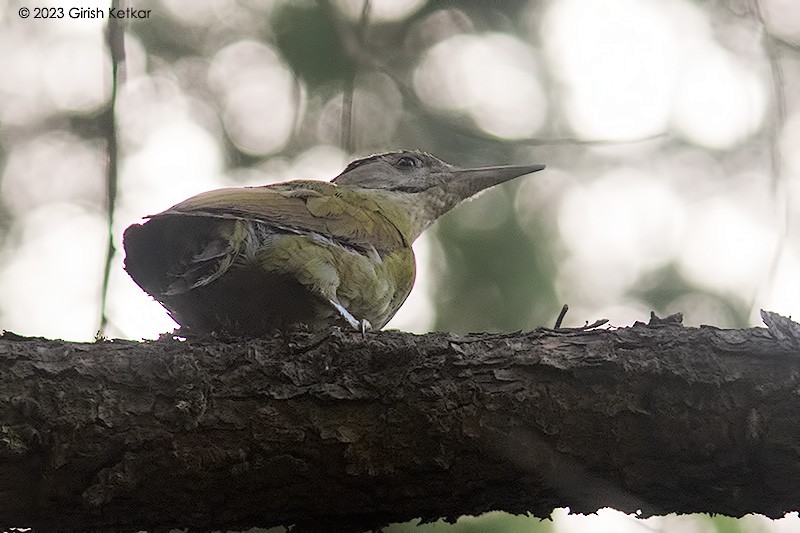 Gray-headed Woodpecker - ML611778757