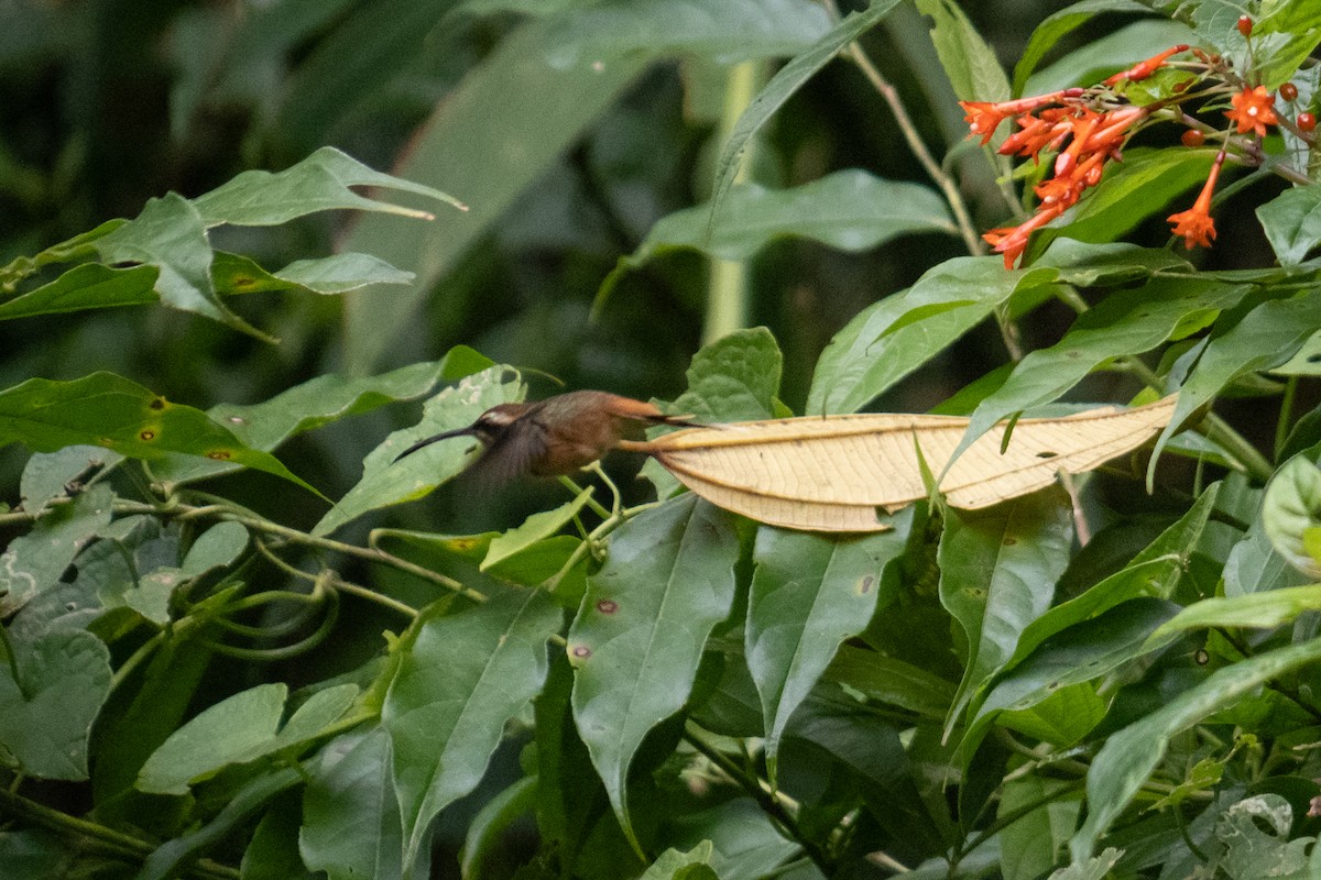 Серогорлый колибри-отшельник - ML611778835