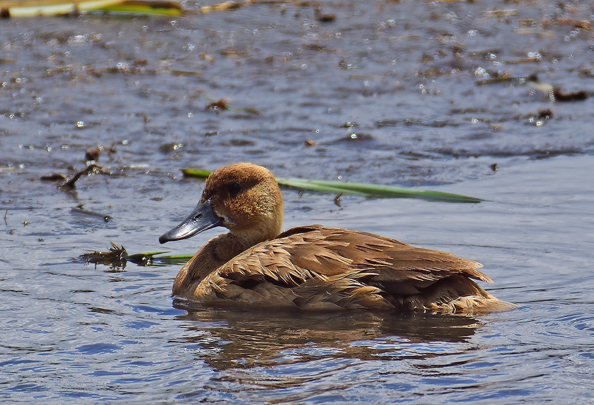 Fulvous Whistling-Duck - Ad Konings