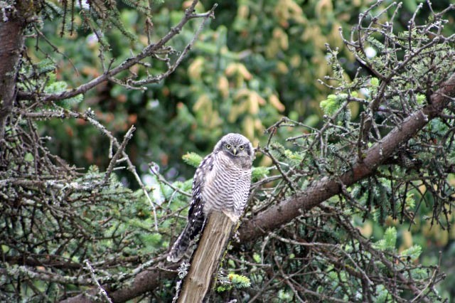 Northern Hawk Owl - ML611778906