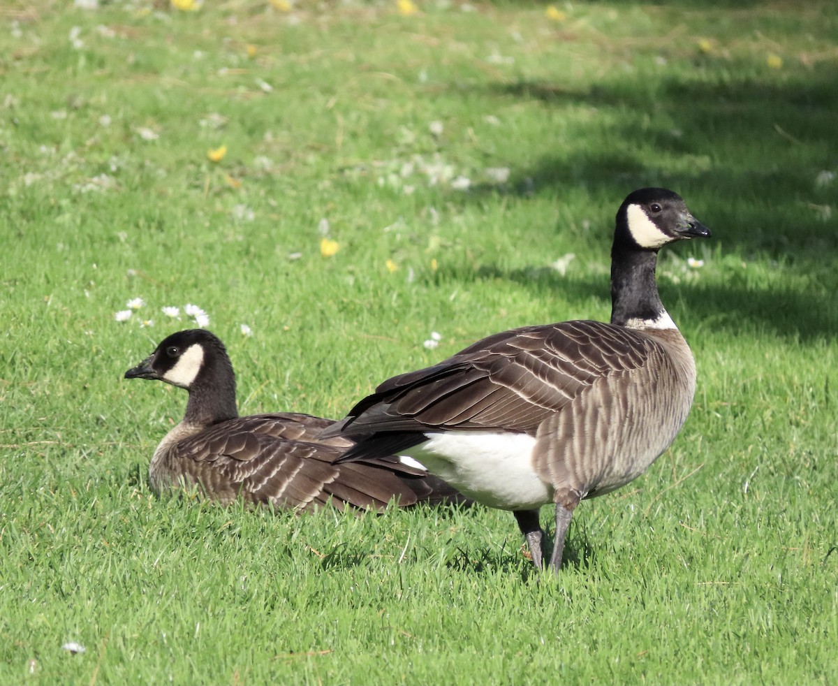 Cackling Goose (Aleutian) - ML611778978