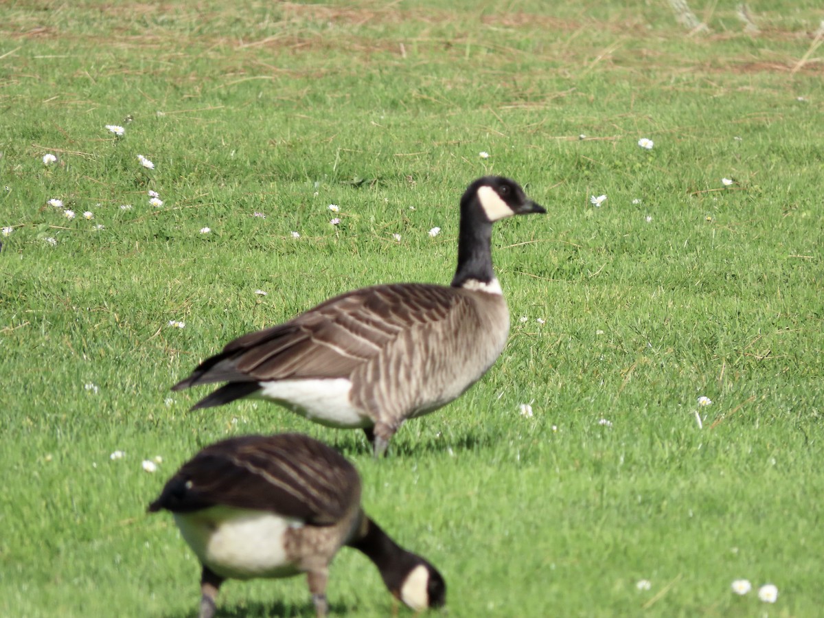 Cackling Goose (Aleutian) - ML611778979