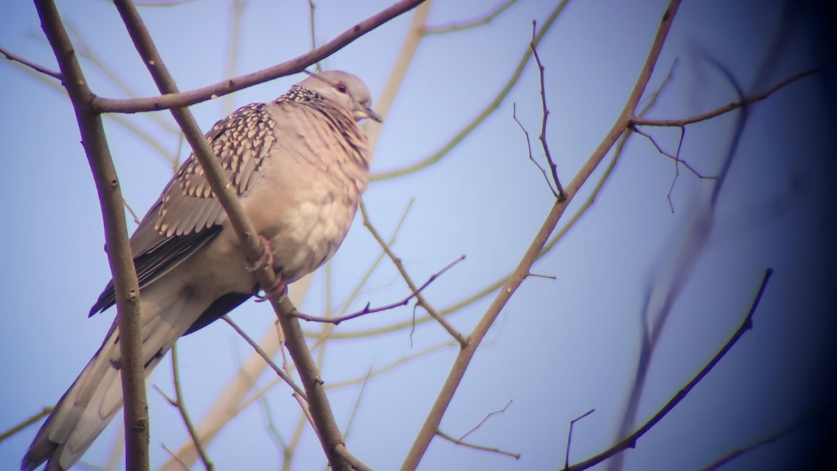 Spotted Dove - ML611779035