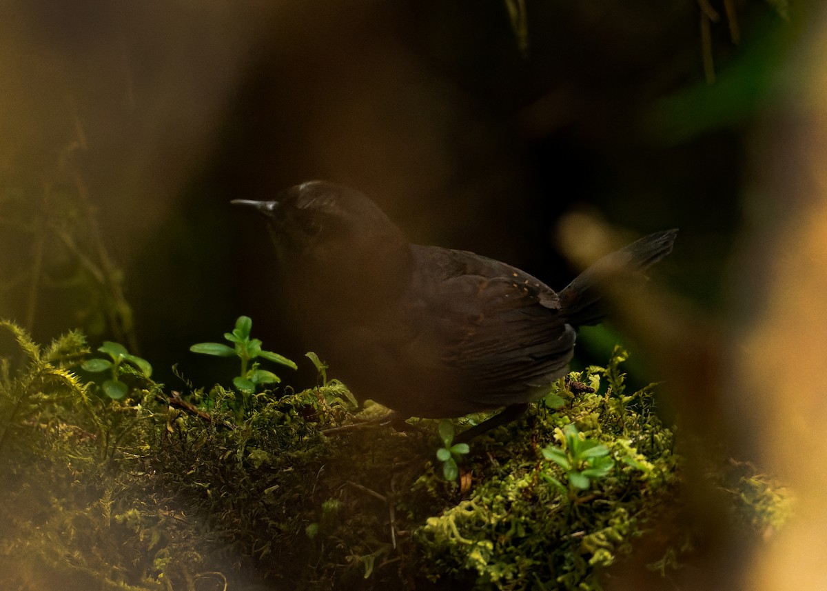 Silvery-fronted Tapaculo - ML611779136