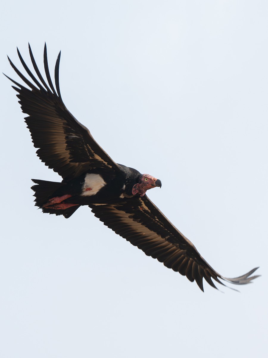 Red-headed Vulture - ML611779207