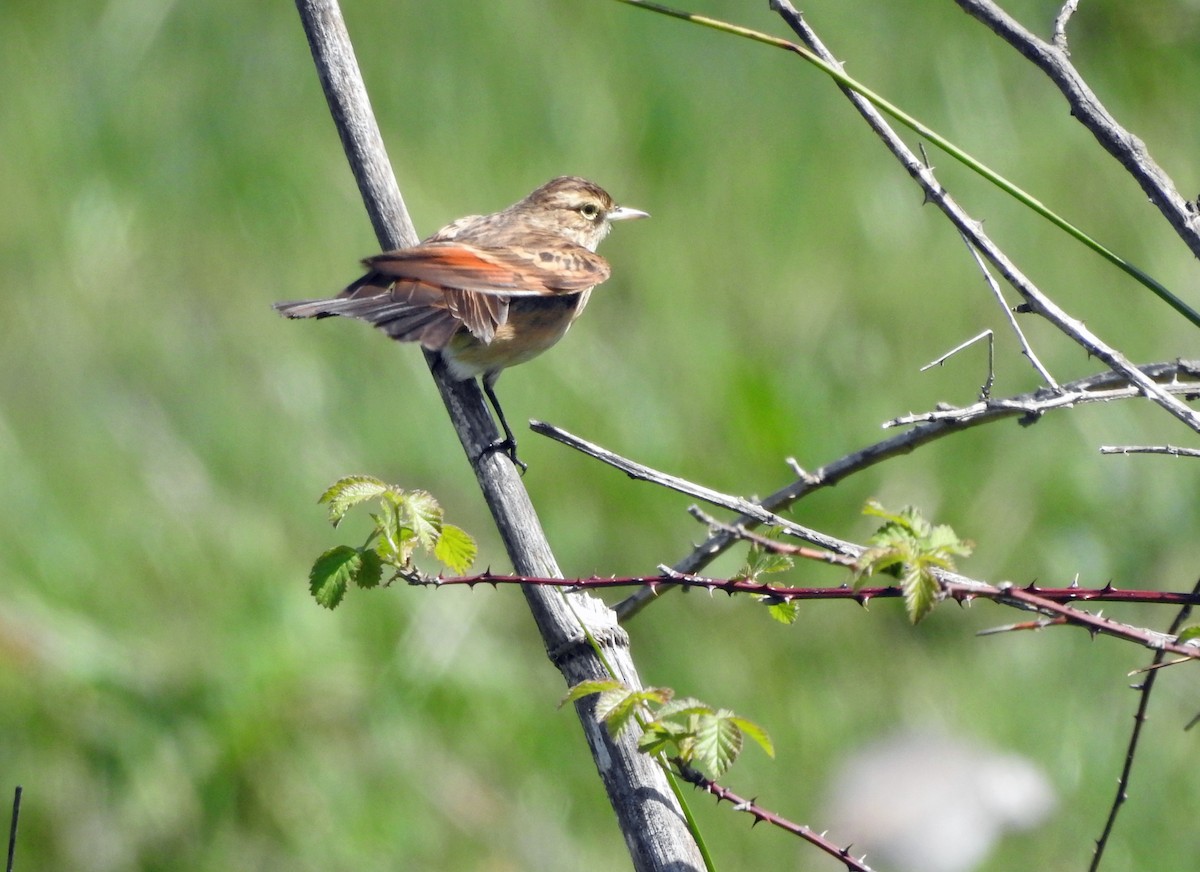 Spectacled Tyrant - ML611779661