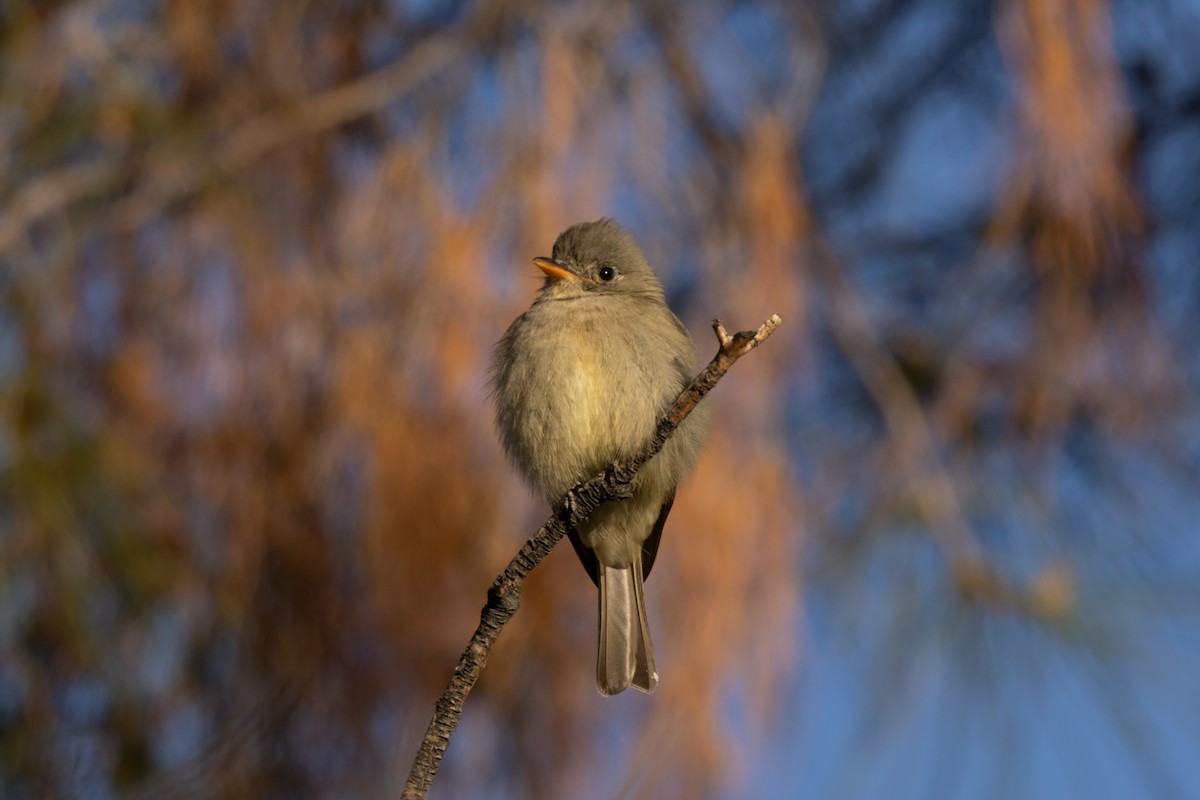 Greater Pewee - ML611779802