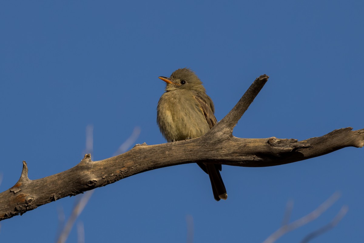 Greater Pewee - Angel Poe