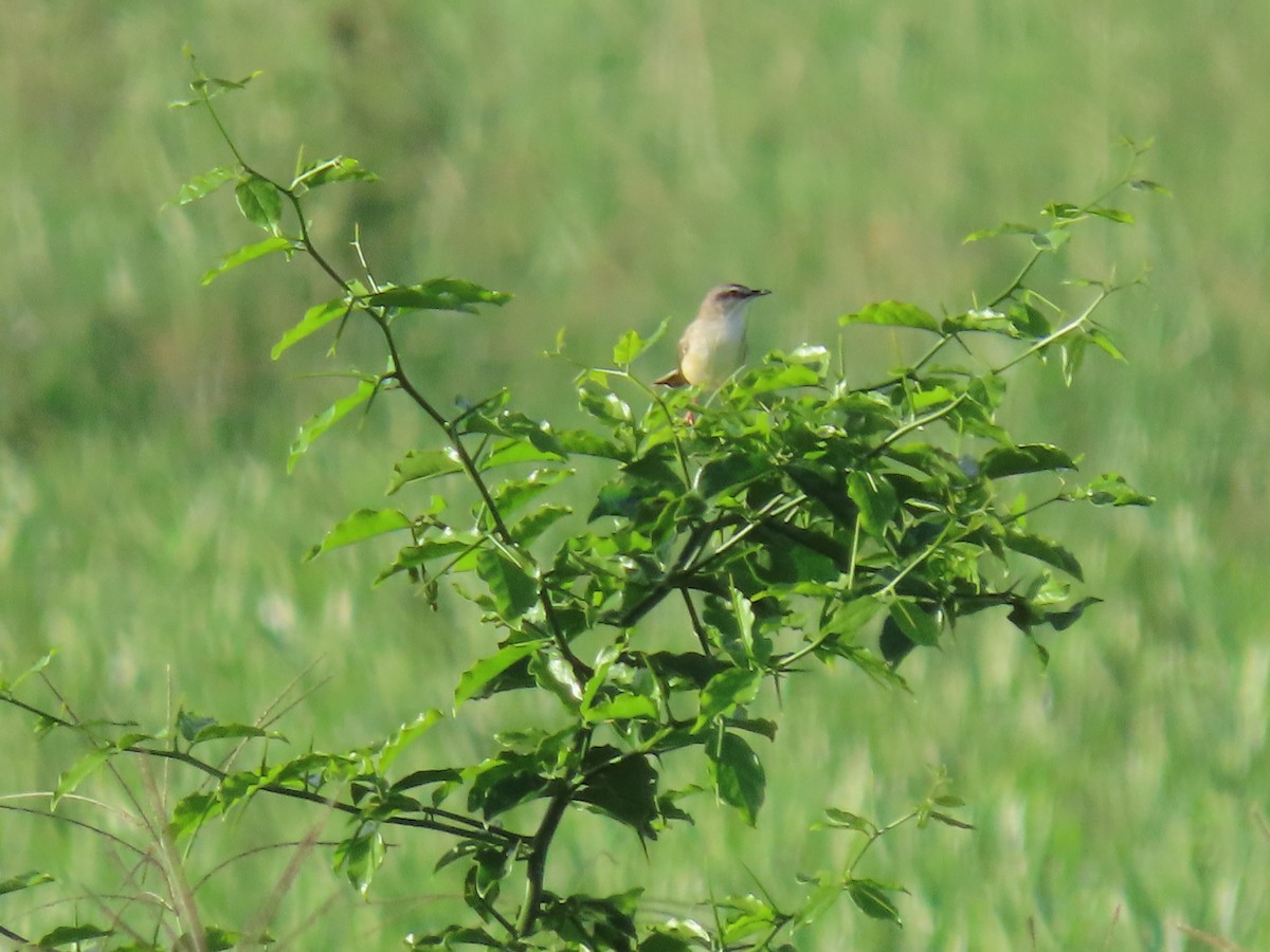 Tawny-flanked Prinia - ML611779891