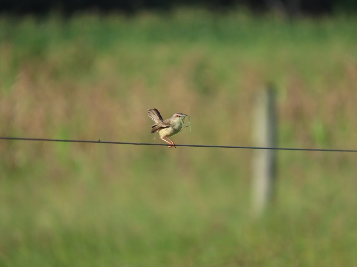 Tawny-flanked Prinia - ML611779937
