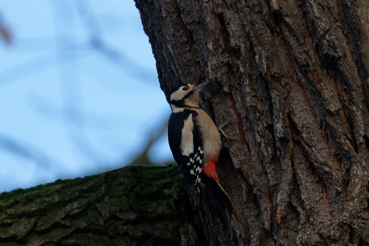 Great Spotted Woodpecker - ML611780603