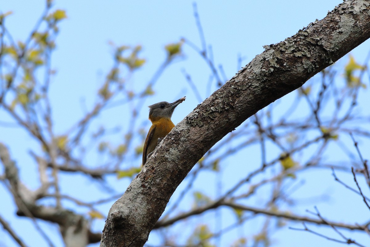 Olive Woodpecker (Southern) - ML611780642