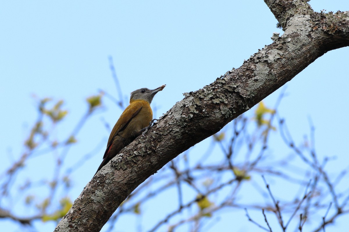 Olive Woodpecker (Southern) - ML611780643